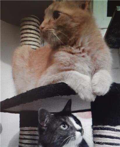 Das Geschwisterpaar sucht dringend ein liebevolles Zuhause.privat