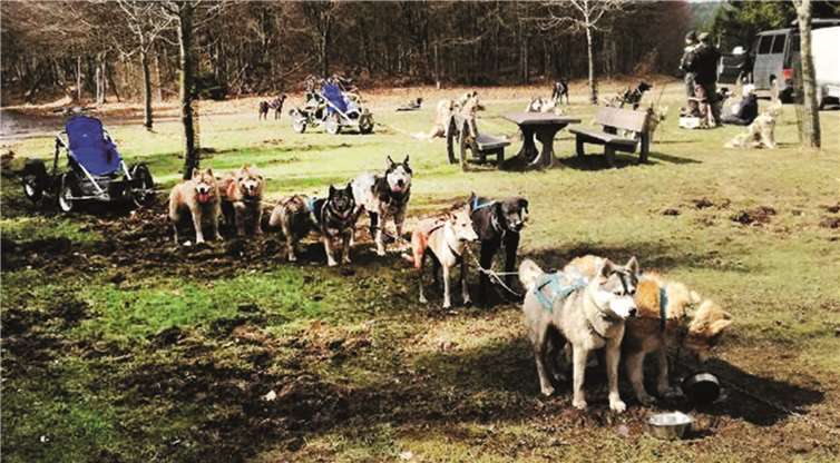 Das Gespann von Yvonne Reich aus Volkesfeld. Fotos: privat