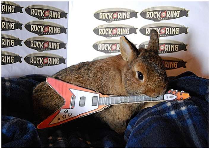 Das Gewinnerfoto zeigt, dass die Begeisterung für Rock am Ring in Mendig „tierisch“ groß war. privat