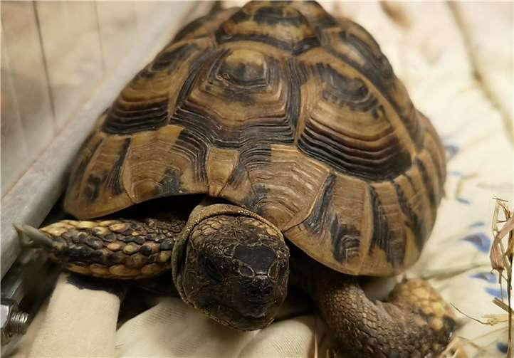 Das Griechische Landschildkröten-Männchen Greco.Foto: Tierheim u. Tierschutzverein Kreis Ahrweiler e.V.