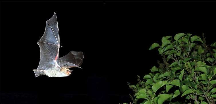 Das Große Mausohr beim nächtlichen Flug. Foto: NABU/Otto Schäfer
