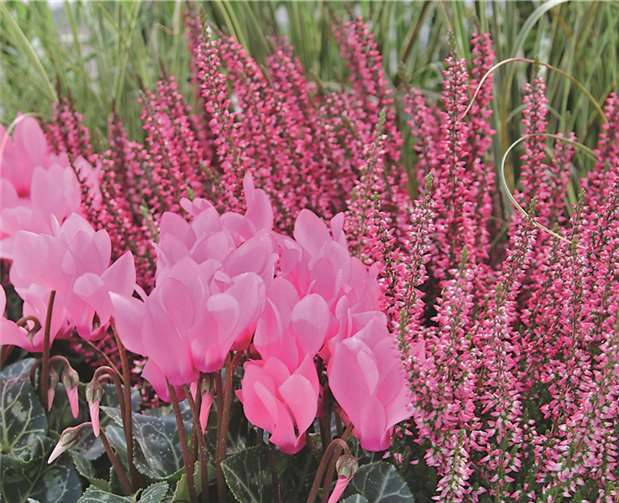 Das Herbst-Sortiment bietet eine Vielzahl von Pflanzmöglichkeiten in den verschiedensten Farbzusammensetzungen.