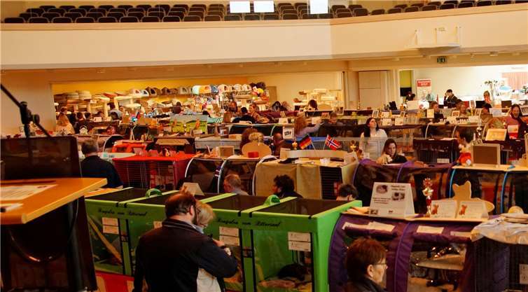 Das Interieur der Stadthalle mal anders -Viele kleine kuschelige Wochenendbehausungenfür die lieben Vierbeiner zierten das Bild.