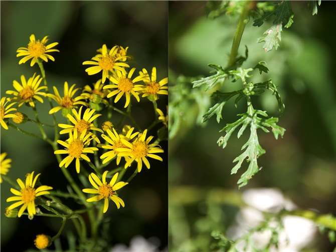 Das Jakobskreuzkraut.  Foto: Matthias Overmann