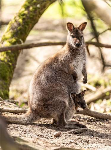 Das Käguru im Zoo. Fotos: Zooschule