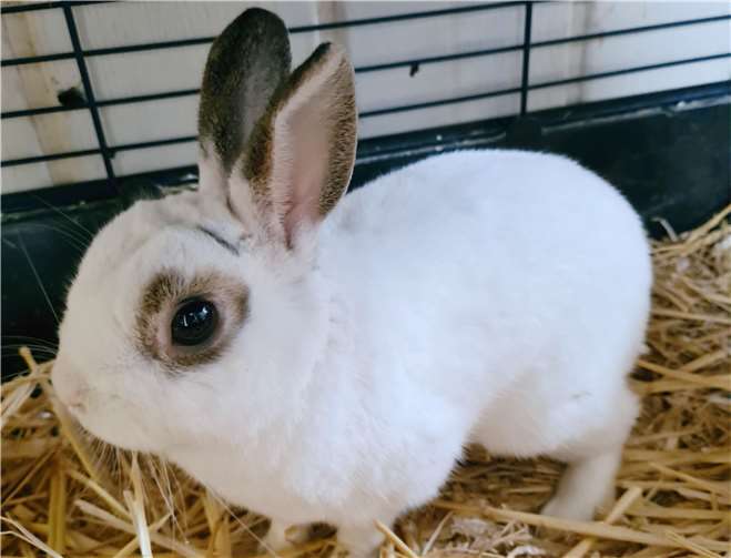 Das Kaninchenböckchen J. P. Foto: Tierheim u. Tierschutzverein Kreis Ahrweiler e.V