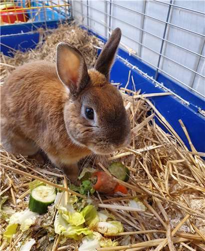 Das Kaninchenböckchen Rudi. Foto: Tierheim u. Tierschutzverein Kreis Ahrweiler e.V.