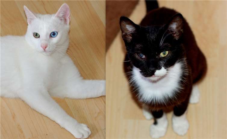 Das Kater-Duo Randy und Palino: Trotz ihrer Behinderung lieben die Jungkatzen es, ausgelassen zu spielen. Sie sind aufgeweckte, verschmuste Wegbegleiter, die ein neues Zuhause suchen. Fotos: privat