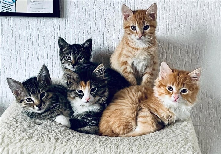 Das Katzenhaus sucht Unterstützung für seine SchützlingeFoto: privat