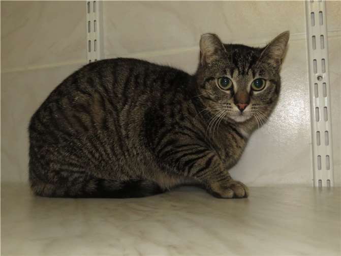 Das Katzenkind Peach sucht ein ruhiges und überschaubares Zuhause. Fotos: Vermittlungskatzen Katzenhilfe Westerwald e. V.