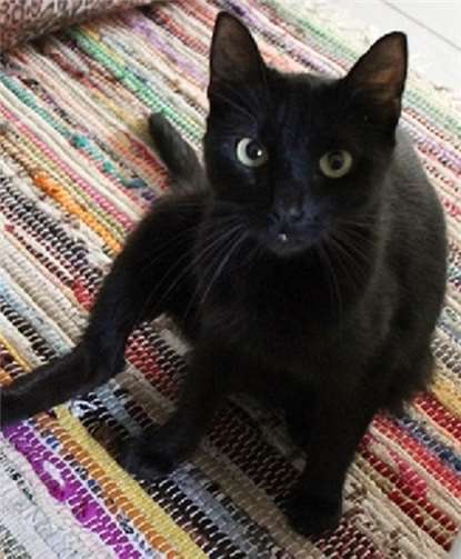 Das Katzenmädchen Tina. privat