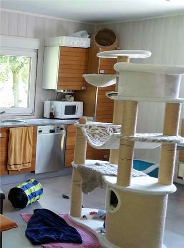 Jede Katze wird bestmöglich versorgt Das Katzenwohnzimmer des Katzenhauses