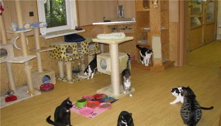 "Gerade schüchterne Tiere brauchen ein gutes Zuhause" Das Katzenwohnzimmer ist zwar prima ausgestattet,der Aufenthalt ist für die Tiere aber oft trotzdem mit Stress verbunden.