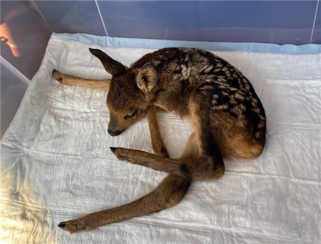 Das Kleine konnte durch den Einsatz der Jägerschaft gerettet werden.