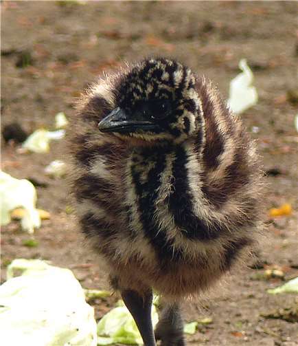 Das Küken wird von beiden Eltern versorgt, läuft mit ihnen mit und lernt von ihnen das Fressen.
