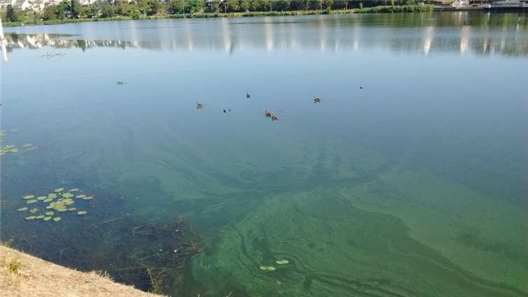 Das Landesamt für Umwelt warnt vor Blaualgen in der Mosel. Foto: Landesamt für Umwelt Rheinland-Pfalz