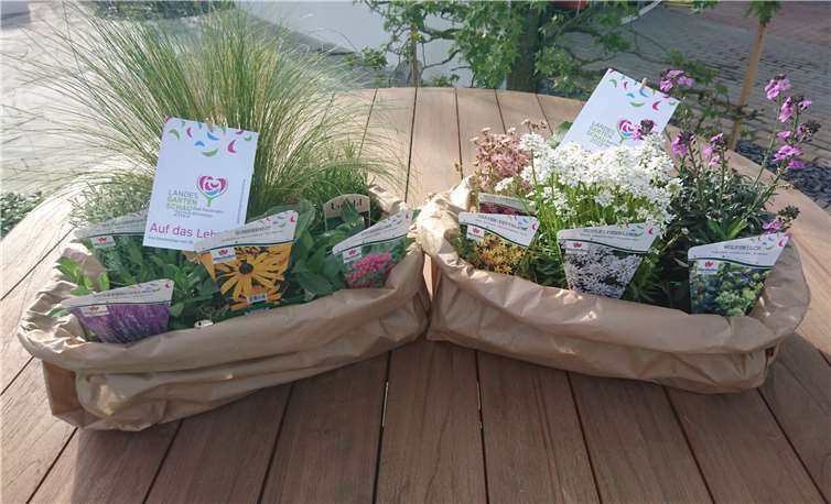 Das Landesgartenschau-Staudenpaket ist ab sofort bei der Gärtnerei Wershofen erhältlich.Quelle: Landesgartenschau Bad Neuenahr-Ahrweiler 2022 gGmbH