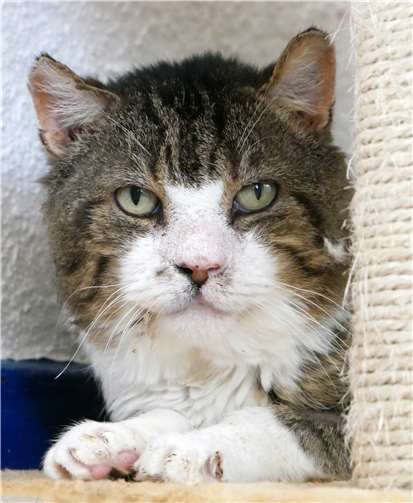 Das Leben auf der Straße hat Kater Lisbeth schwer gezeichnet. Derzeit genießt er Wärme, Futter und Aufmerksamkeit bei der Neuwieder Katzenhilfe, die ein schnellstmöglich „richtiges“ Zuhause für ihn sucht.Foto: Doris Litz