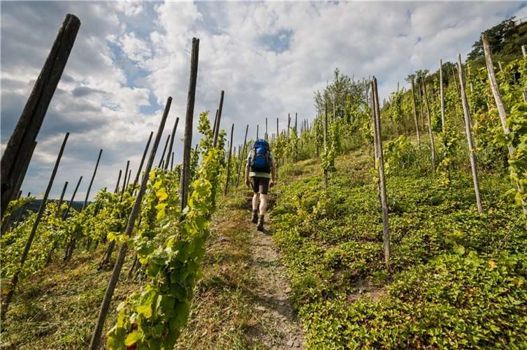 Das Moselsteig-Wanderevent findet vom 1. bis 3. November statt. Copyright: Rheinland-Pfalz-Tourismus GmbH