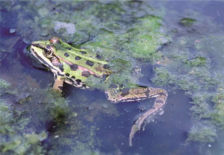 Das Mühlental ist ein Tummelplatz für viele Amphibien.privat