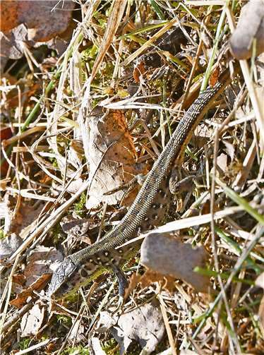 Das Naturschutzgebiet Michelberg hat allerlei seltene Arten zu bieten z.B. die Zauneidechse. Foto: Kreisverwaltung/ Morcinek