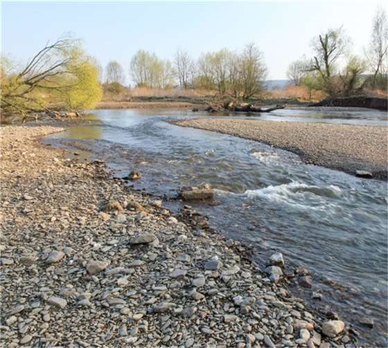 Naturschutzgebiet Ahrmündung: „Bitte nicht stören!“ Das Naturschutzgebiet „Mündungsgebiet der Ahr“ beherbergt eine Vielzahl von zum Teil streng geschützten Tier- und Pflanzenarten.Foto: Thomas Brötz