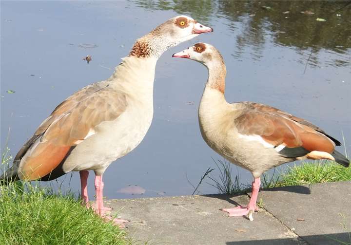 Das Nilganspaar fühlt sich in Rheinbach sichtlich wohl. Naturschutz Rheinbach-Voreifel e.V.