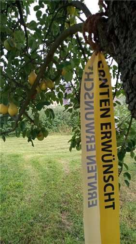 Das Obst von Bäumen, die mit einem gelben Band markiert sind, darf von den Sinzigerinnen und Sinzigern für den eigenen Bedarf abgeerntet werden.  Foto:Stadtverwaltung Sinzig