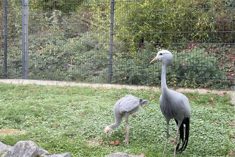 Das Paradieskranichküken bei den Paradieskranichen. 