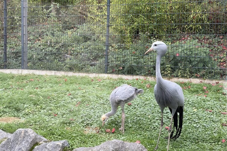 Das Paradieskranichküken bei den Paradieskranichen.