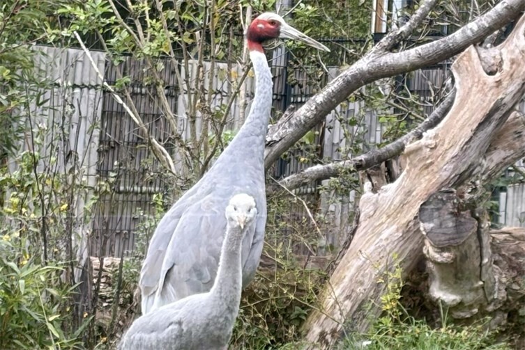 Das Paradieskranichküken bei den Saruskranichen. 