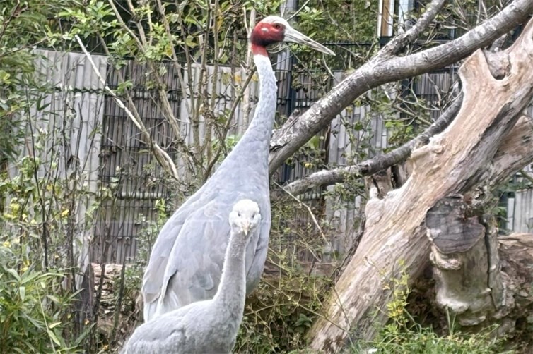 Das Paradieskranichküken bei den Saruskranichen.