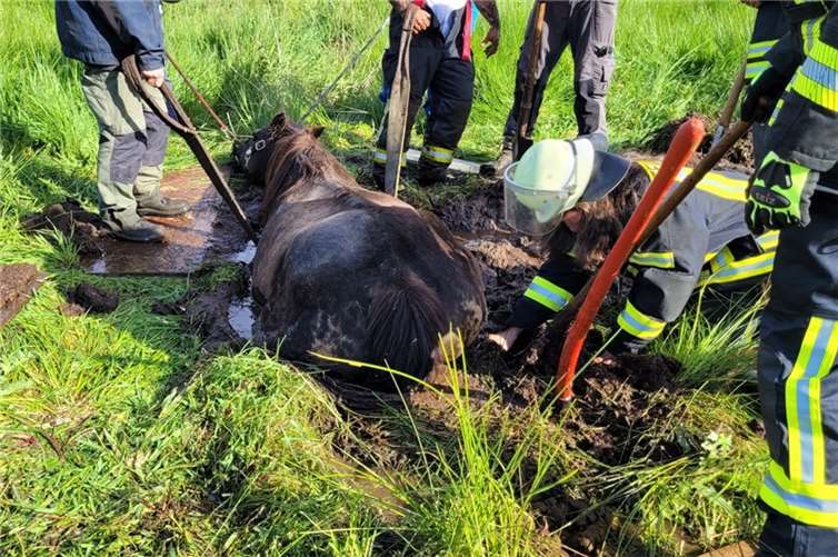 Das Pferd war bis mittig des Rumpfes in einem Morastloch eingesunken.  Fotos: Feuerwehr VG Rengsdorf-Waldbreitbach