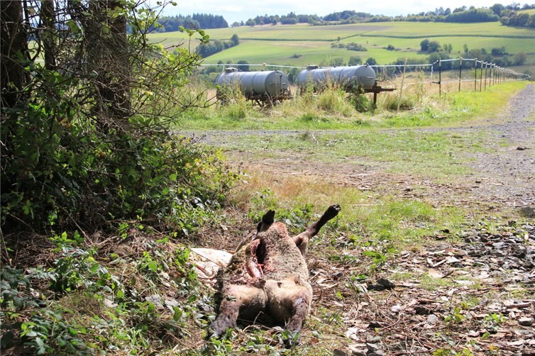 Das Rätselraten um das gerissene hochträchtige Schaf auf einer Weide bei Kempenich geht weiter. Foto: GS