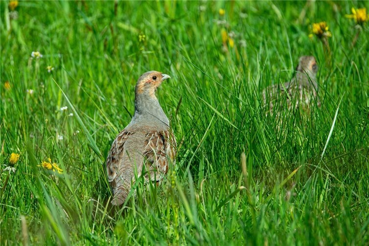Das Rebhuhn ist in unserer industriellen Feldlandschaft fast ausgestorben