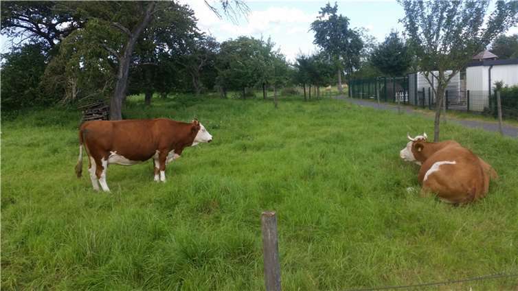 Das Rindvieh auf der Sommerweide.