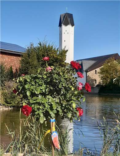 Das Rosenbäumchen verschwand und tauchte dann wieder auf. Foto: privat