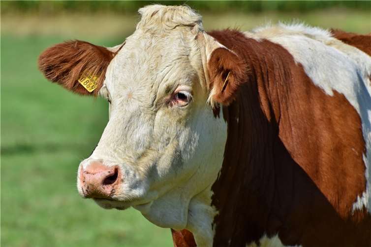 Das Schlachten ohne vorherige Betäubung ist in Deutschland grundsätzlich verboten. Symbolbild.Foto: Capri23auto/Pixabay