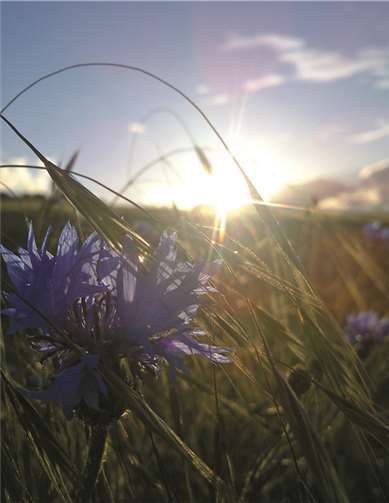 Das Siegerbild im Klassenwettbewerb „Kornblume im Sonnenuntergang“ von der Klasse 9 a der St. Stephanus-Realschule plus Nachtsheim, aufgenommen in einem kleinen Kornfeld bei Monreal. privat