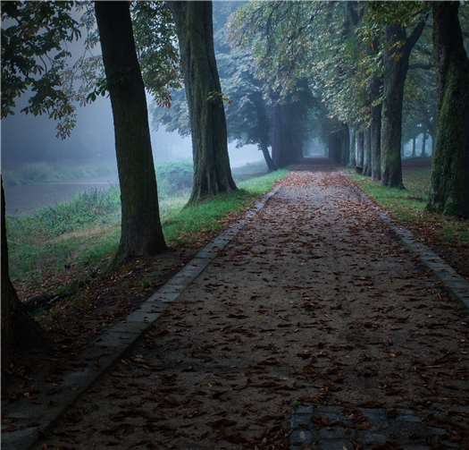 Das Siegerfoto vom Fotowettbewerb zum Thema „Alleen in Bad Neuenahr“ von Burkhard Görtz aus Bad Neuenahr-Ahrweiler. Foto: Burkhard Görtz
