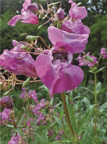 Das Springkraut. privat