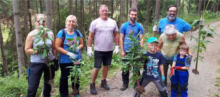Das Springkraut wurde mitsamt Wurzeln ausgerissen. Foto: Privat