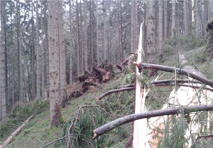 Das Sturmtief Burglind forderte hier „Opfer“ im Privatwald auf Gemarkung Leimbach.Landesforsten RLP / Dietmar Ebi