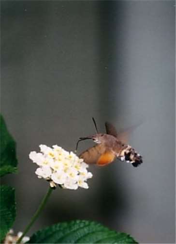 Das Taubenschwänzchen benötigt ein gutes Blütenangebot.Foto: - WITE -