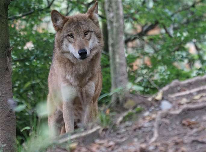 Das Thema Wolf spaltet die Gemüter. (Symbolbild) Foto: pixabay.de