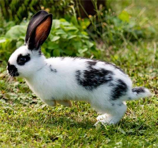 Das Tierheim Andernach benötigt dringend Spenden.Quelle: Tierheim Andernach