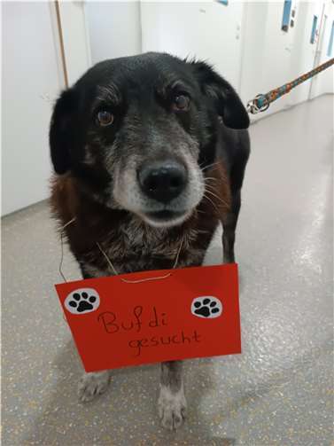 Das Tierheim Andernach sucht ab sofort eine/n Bundesfreiwilligendienstler/in.Foto:privat