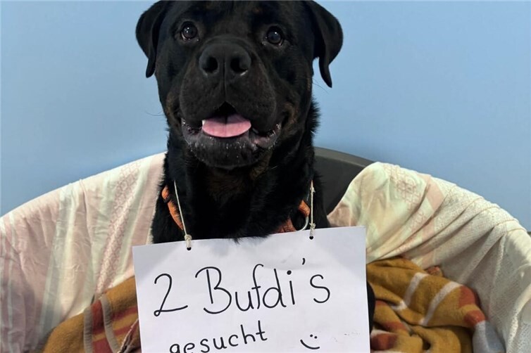 Das Tierheim Andernach sucht ab sofort zwei Bundefreiwillige