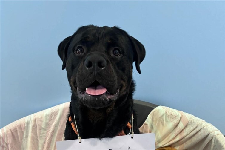 Das Tierheim Andernach sucht ab sofort zwei Bundefreiwillige