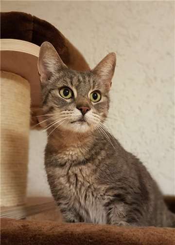 Das Tierheim Mayen sucht Jakobs Besitzer.privat